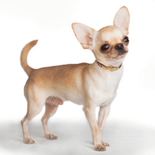 Chihuahua Part Color / Bicolor