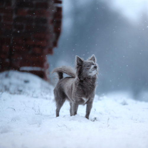 Chihuahua Blue