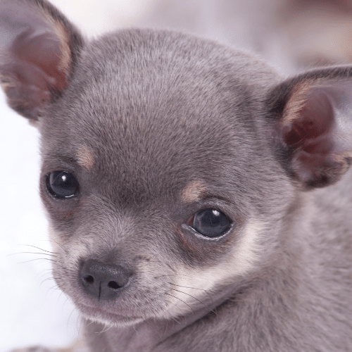 Chihuahua Lilac