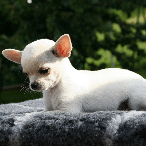 Chihuahua Irish Marked