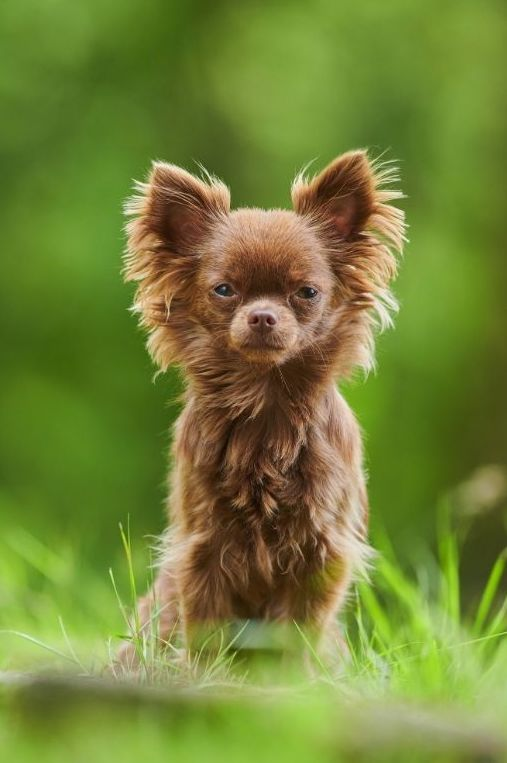 Chihuahua Chocolate / Chocotan