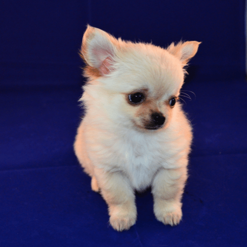 Chihuahua Fawn