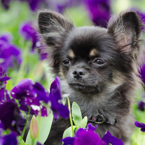 Chihuahua Tricolor